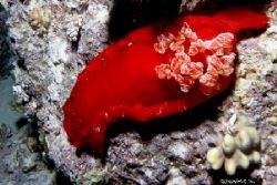 A rather shay one, but a Spanish Dancer just the same. by Dan Ashkenasi 